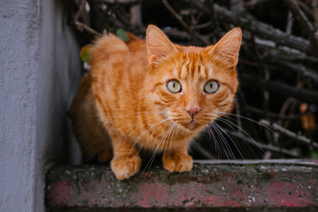 ginger cat on the street, portrait of a red cat.の写真素材