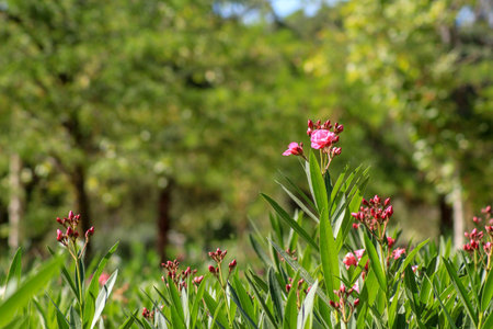 Flower garden