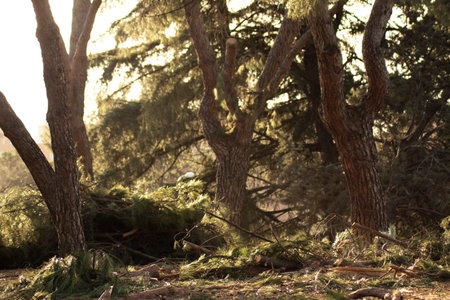 Trees in the park
