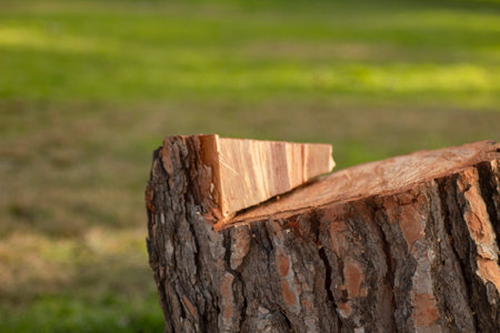 Cut trunkの写真素材