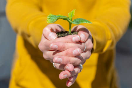 Young plant with green leaves in soil in beautiful woman handsの写真素材