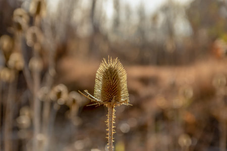 Dried Thistle and Country Fields In Pastel Winter Sunlight in Blurred Background