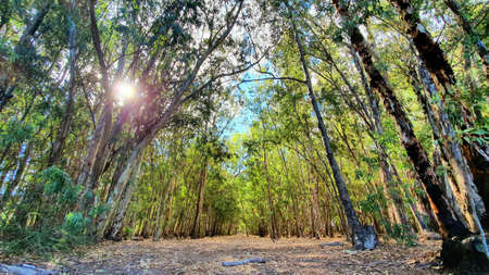 Birch trees in forest at sunset.の写真素材