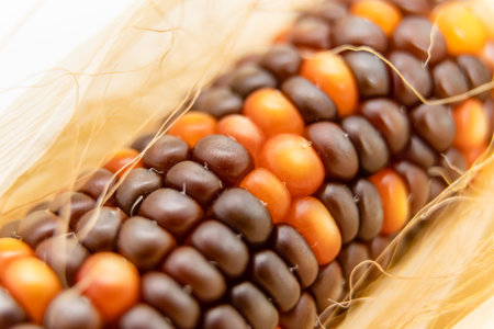 Selective focus on Indian corn kernel.