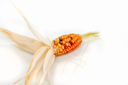 Indian corn isolated on white background