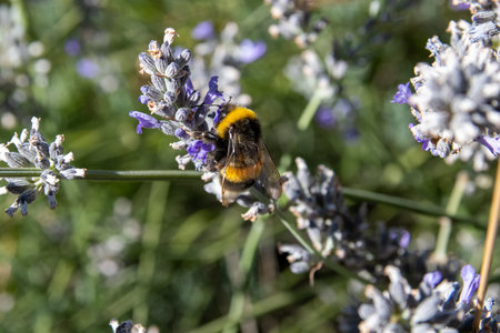 yellow bee on lavender flower
