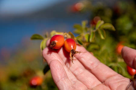 woman's hands holding rosehipの写真素材
