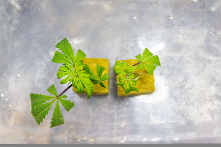 Marijuana seedlings in indoor cultivationの写真素材