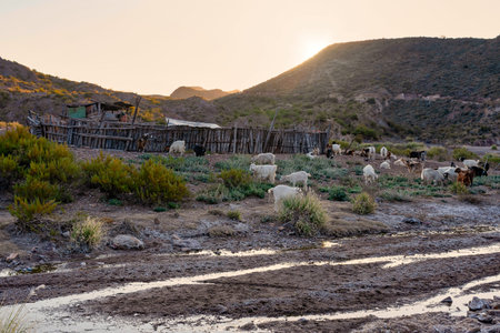 goats at sunset together in the corral in Patagonia Argentina.