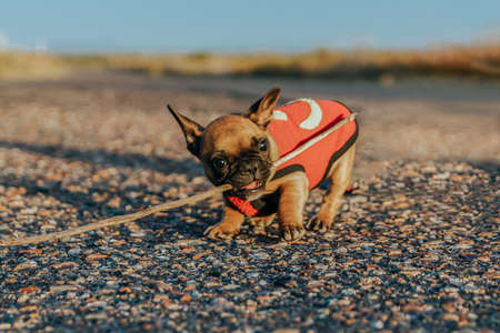 French bulldog puppy playing with stick.の写真素材