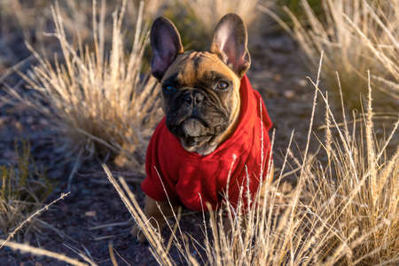 French bulldog puppy in the field.の写真素材