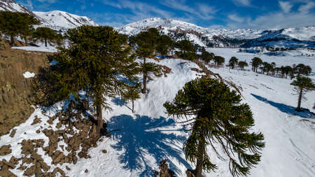 Aerial view of araucarias with snow. In the background you can see the Copahue volcano.の写真素材
