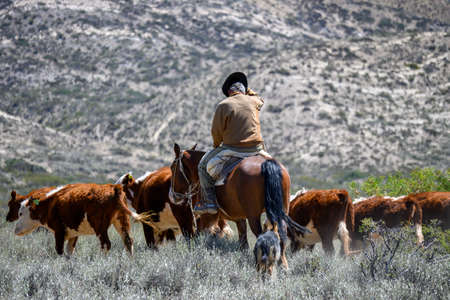 Argentine gaucho on horseback herding cows with his dog. Adjusting the hat.の写真素材