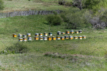 Bee hives on mountain in Patagonia Argentina.