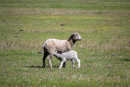 baby sheep with their motherの写真素材