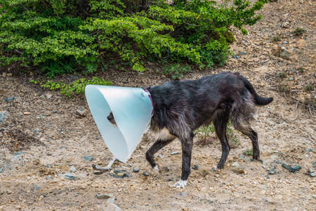 Black stray dog with vet cone.の写真素材