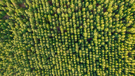 Aerial view of pine plantation in the mountains, in the Andes Mountains. Overhead viewの写真素材