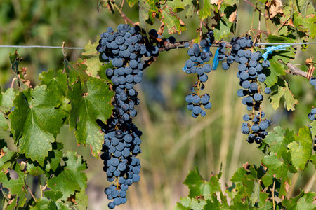 Malbec grapes plantation in the city of Mendoza, Argentina.