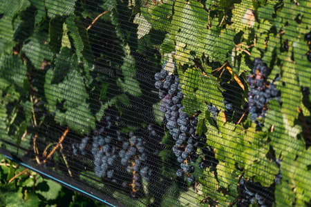 Anti-hail fabric covering Malbec vineyard, in Mendoza, Argentina.の写真素材