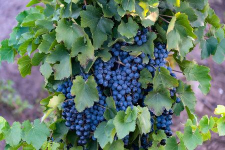 Malbec vineyard, in Mendoza, Argentina.