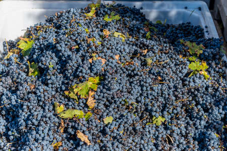Cabernet Sauvignon harvest in Mendoza.の写真素材