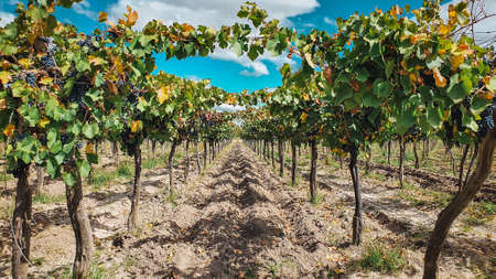 Parral of fine grapes, in Mendoza, Argentina.の写真素材