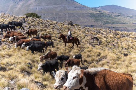 Gauchos and herd of cows, Patagonia, Argentinaのeditorial素材
