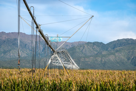 Pivot irrigation system in mature corn fields.の写真素材