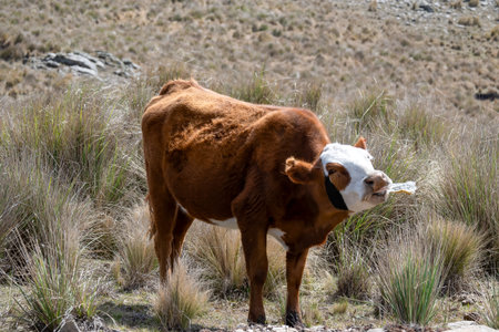 Cow drinking liquid from plastic bottle.