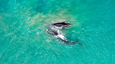 Groups of whales in the waters of Mar del Plata, Argentina.の写真素材
