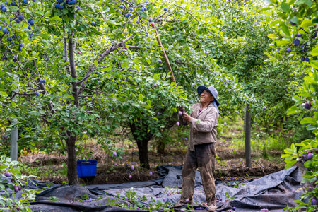 Harvester unloading plums from the plant.