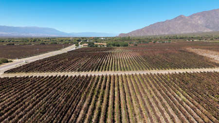 Aerial view of vineyards in Cafayate, Salta, Argentina.の写真素材