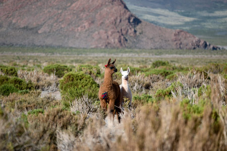 Andean llama from the Jujuy highlands