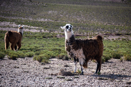 Andean llama from the Jujuy highlands