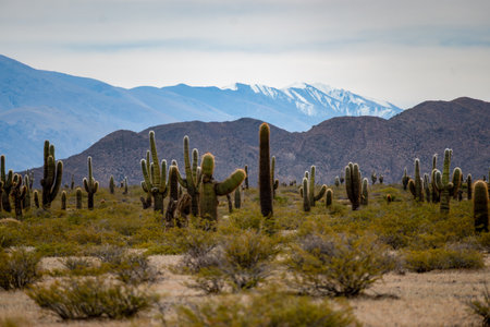 Cactus in Los Cardones National Park, Cactus National Park, Cachi Valley, Calchaqui Valleys, Salta Province, North Argentina, South Americaの写真素材