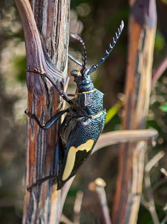 Vibrant yellow and black drill beetle in its natural habitat, close-up macro photography of a wood-boring insect.の写真素材