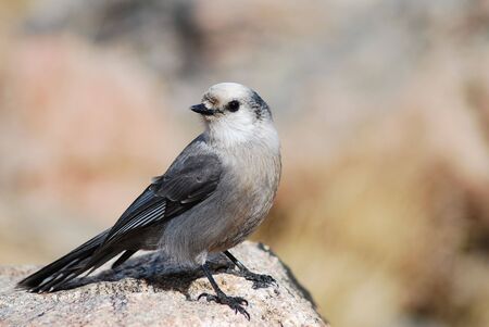 Bird on the Rockの写真素材