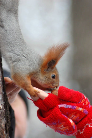 Squirrel eating a nut on the handの写真素材