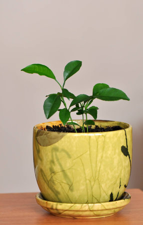 Small orange tree in the ceramic treeの写真素材