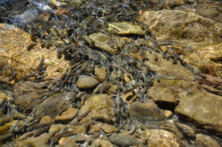 A flock of young Caucasian salmon fish in the river shallows, Sochi, Russia  Found only in the Black...