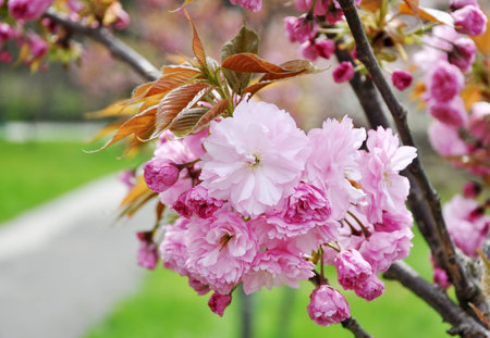 Blooming oriental cherry  sakura の写真素材