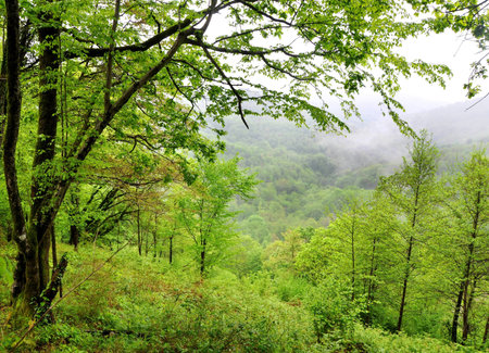 Fog in a spring Caucasian forest, Sochi National Park