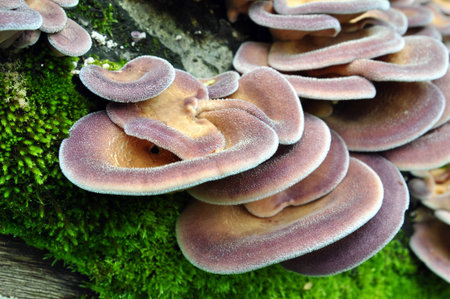 Wood fungi  A little known fungus is edible when young  Used fresh  Panus, IV edibleの写真素材