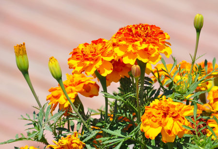 Orange marigold  tagetes  flowers 