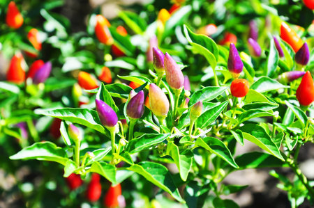 Red hot chili peppers in a garden の写真素材
