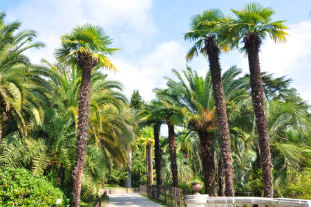 Palm-trees alley in Sochi Arboretumの写真素材