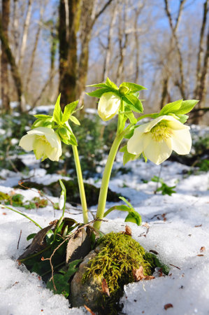 Hellebores flowersの写真素材