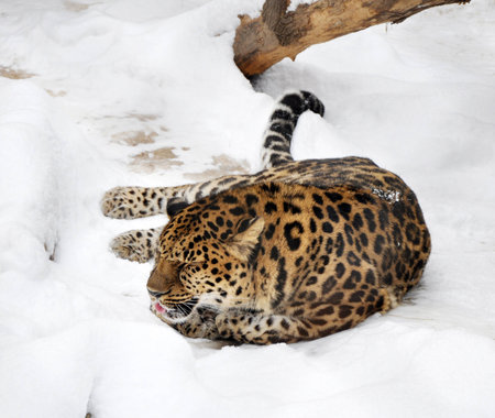 Amur leopardの写真素材