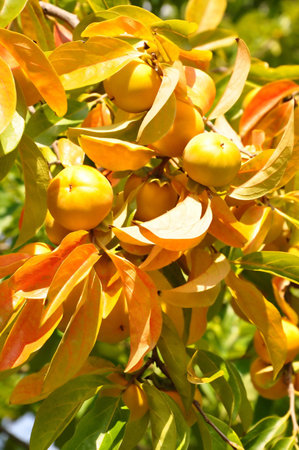 Persimmon on a tree in autumnの写真素材