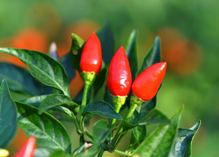 Red hot chili peppers in a garden